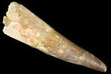 Bargain, Spinosaurus Tooth - Composite Tooth #182787-1